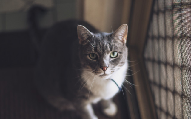 Sad cat window shift f1 free wallpaper for desktop - medium preview image