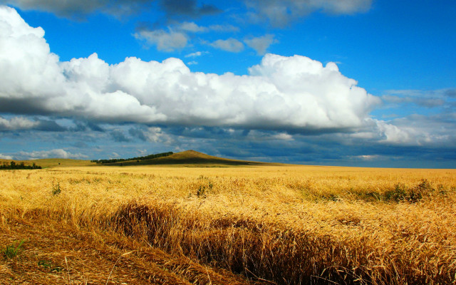 Wheat field cloudy sky hill #2 free wallpaper for desktop - medium preview image