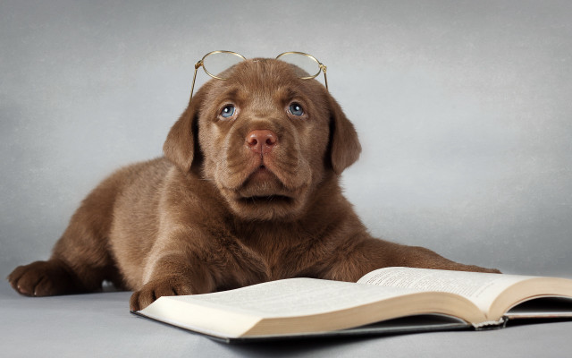 Dog glasses reading book animal free wallpaper for desktop - medium preview image