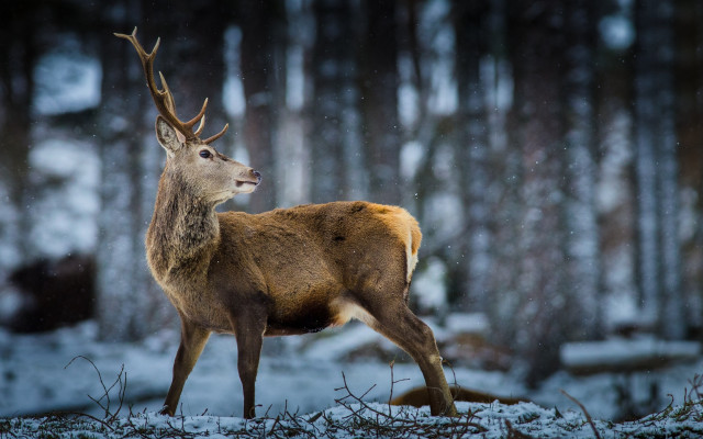 Deer snowy forest winter night free wallpaper for desktop - medium preview image