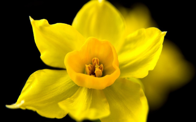 Yellow flower macro black background free wallpaper for desktop - medium preview image