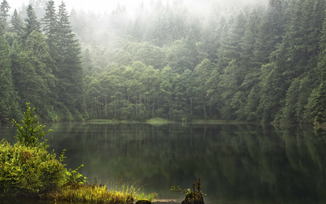 Lake forest fog trees matte free wallpaper for desktop - medium preview image