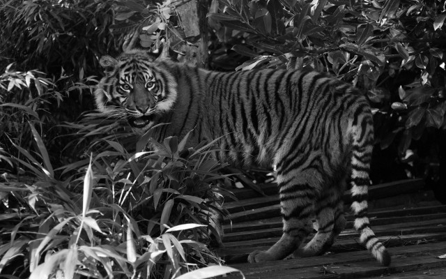 Tiger forest bushes monochrome sharp free wallpaper for desktop - medium preview image