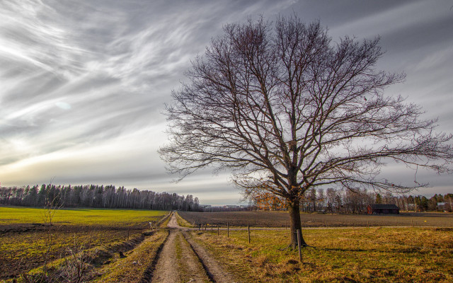 Tree field dirt road cloudy free wallpaper for desktop - medium preview image