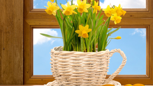 Basket daffodils table window cloudy free wallpaper for desktop - medium preview image