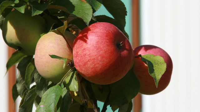 Tree apples leaves whitebuilding fall free wallpaper for desktop - medium preview image
