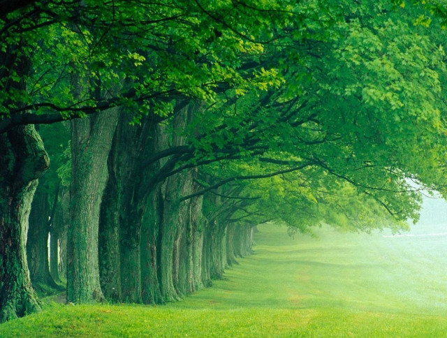 Trees grassy field path green free wallpaper for desktop - medium preview image