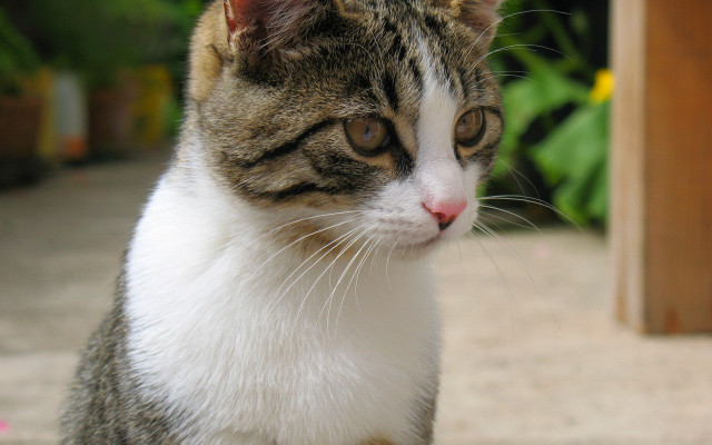 Cat sitting ground looking distant free wallpaper for desktop - medium preview image