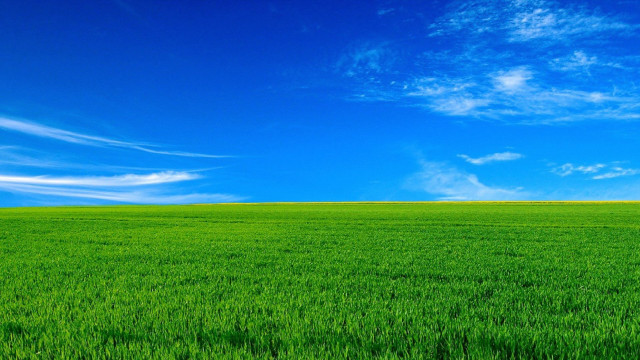 Green field lone tree blue free wallpaper for desktop - medium preview image