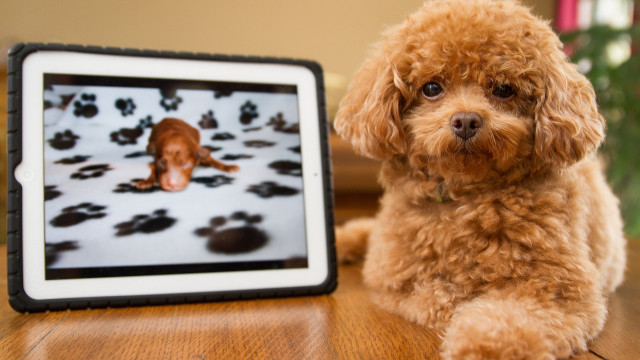 Dog puppy picture pawprints table free wallpaper for desktop - medium preview image