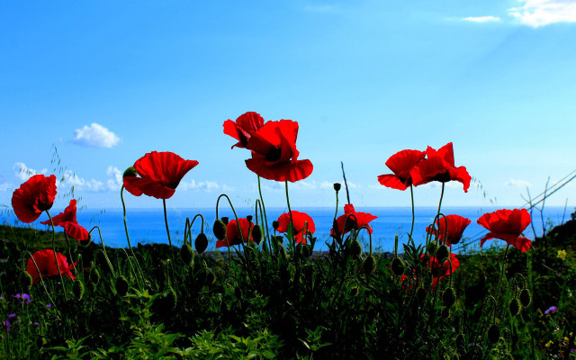 Red flower field blue sky #11 free wallpaper for desktop - medium preview image