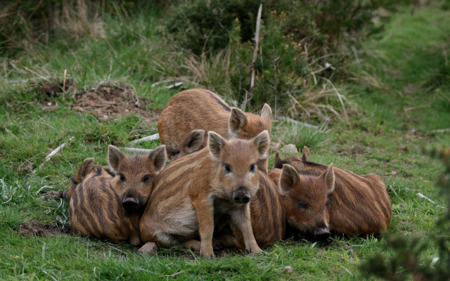 Wild boars field puppy bush free wallpaper for desktop - medium preview image