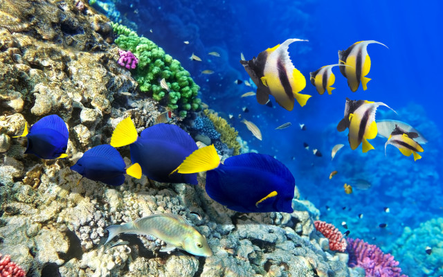 Fish ocean corals marine life free wallpaper for desktop - medium preview image