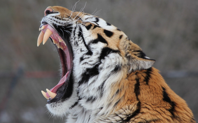Tiger open mouth teeth wildlife #2 free wallpaper for desktop - medium preview image