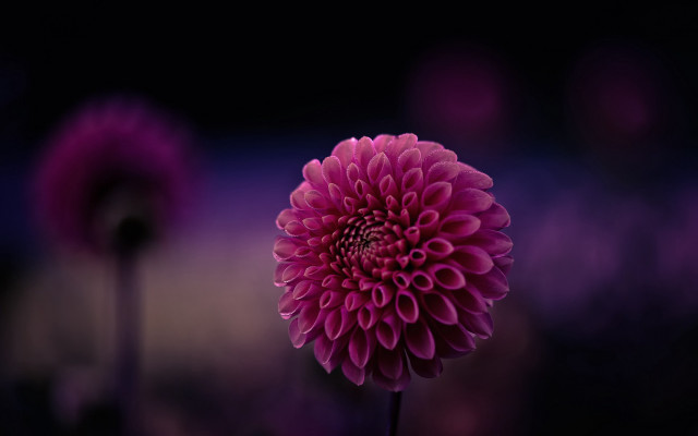 Purple flower blurry background macro #2 free wallpaper for desktop - medium preview image
