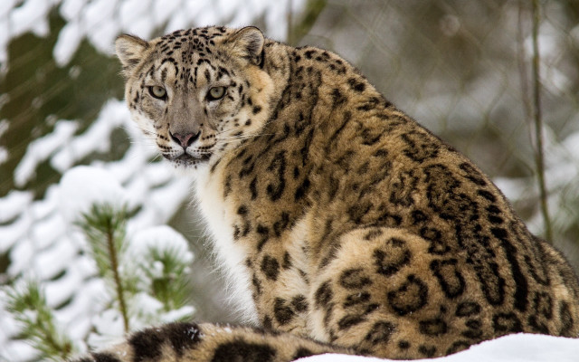 Snow leopard sitting snow trees free wallpaper for desktop - medium preview image