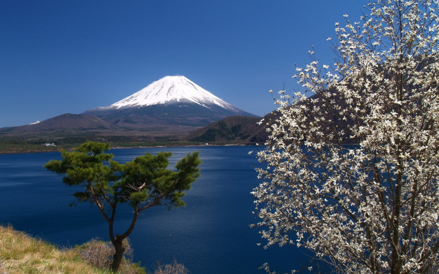 White flowered tree lake mountain free wallpaper for desktop - medium preview image