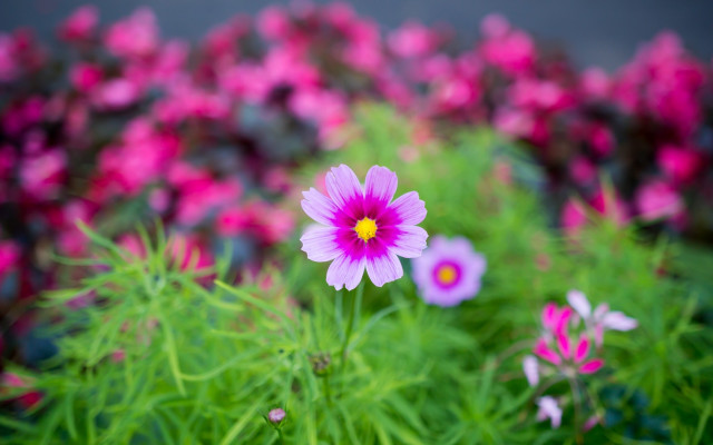 Pink white flower field bokeh #3 free wallpaper for desktop - medium preview image