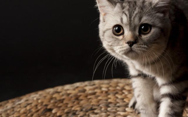 Cat woven chair serious eyes free wallpaper for desktop - medium preview image