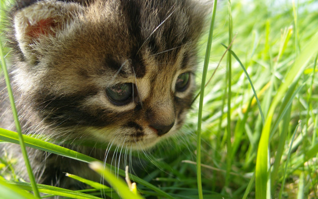 Kitten walking grass distant focus free wallpaper for desktop - medium preview image