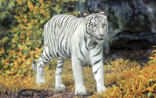 White tiger field flower autumn free wallpaper for desktop - medium preview image