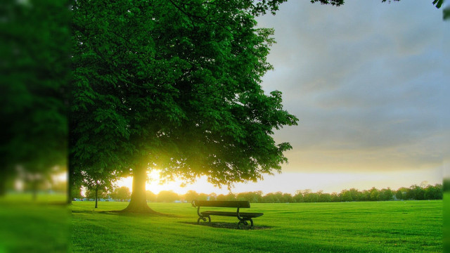 Sunset park bench tree grass free wallpaper for desktop - medium preview image