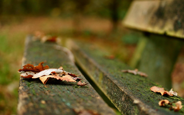 Bench leaves grass trees bokeh free wallpaper for desktop - medium preview image