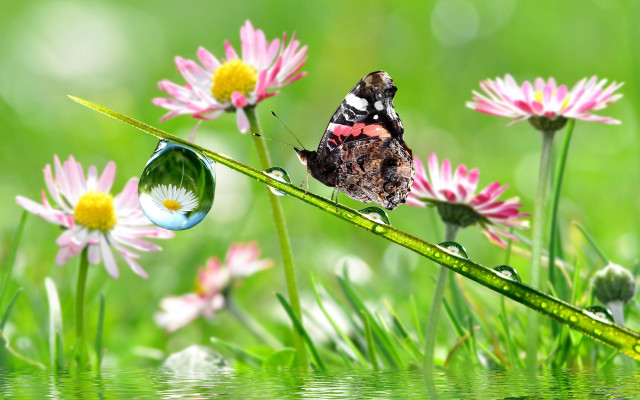 Butterfly grass water drops flowers free wallpaper for desktop - medium preview image
