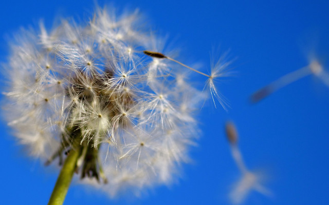 Dandelion blue sky seeds macro free wallpaper for desktop - medium preview image