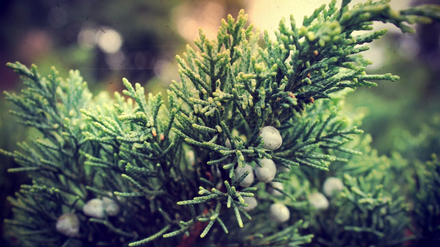 Pine cones needles closeup nature #2 free wallpaper for desktop - medium preview image