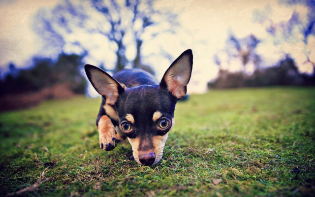 Small dog walking grass tongue free wallpaper for desktop - medium preview image