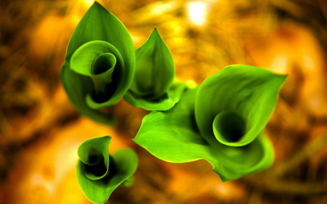 Green flower closeup blurry background free wallpaper for desktop - medium preview image