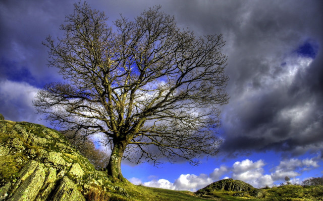 Bare tree hill cloudy sky free wallpaper for desktop - medium preview image