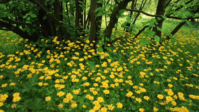 Yellow flower field forest fence free wallpaper for desktop - medium preview image