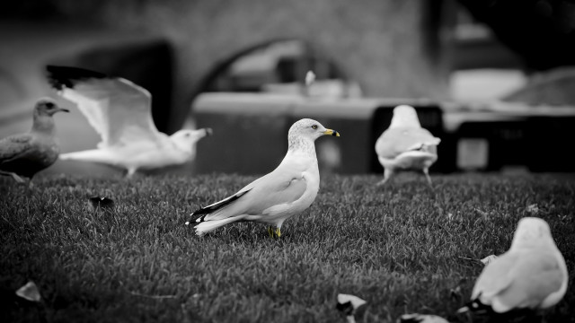 Flock birds grass building car free wallpaper for desktop - medium preview image