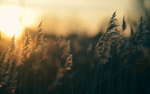 Field sunset clouds cityscape water free wallpaper for desktop - medium preview image