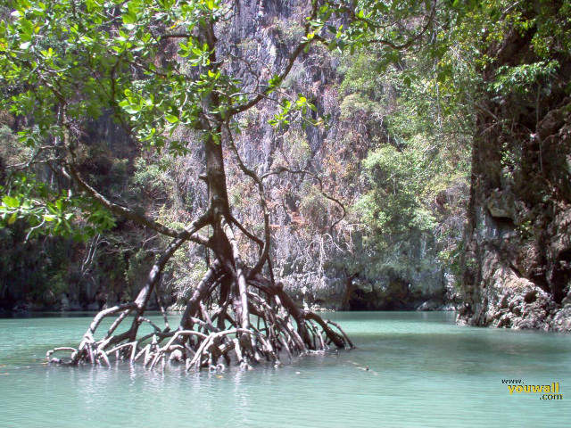 Tree water cliff river trees free wallpaper for desktop - medium preview image
