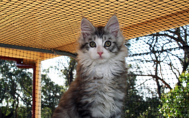 Cat table cage trees yellow free wallpaper for desktop - medium preview image