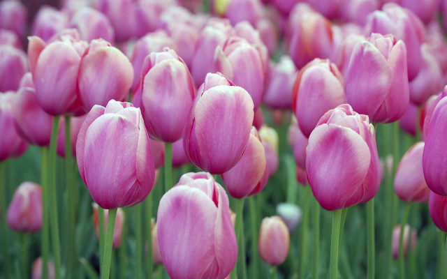 Pink tulips green stems yellow free wallpaper for desktop - medium preview image