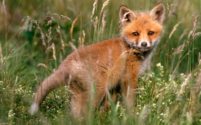 Small fox grass field sad #2 free wallpaper for desktop - medium preview image