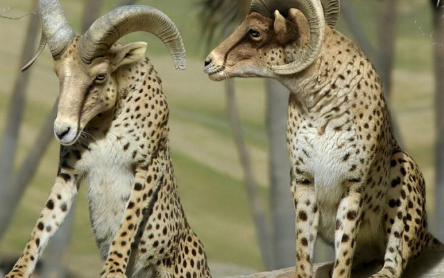 Two rams rock trees grass free wallpaper for desktop - medium preview image