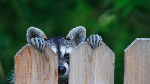 Raccoon peeking fence paws pastel free wallpaper for desktop - medium preview image