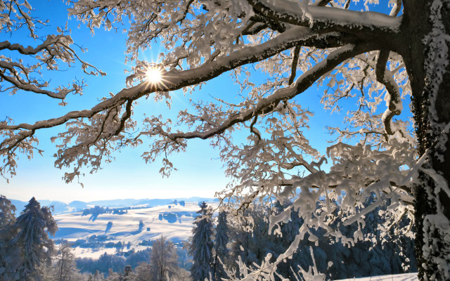 Snowy landscape trees bright sun #6 free wallpaper for desktop - medium preview image