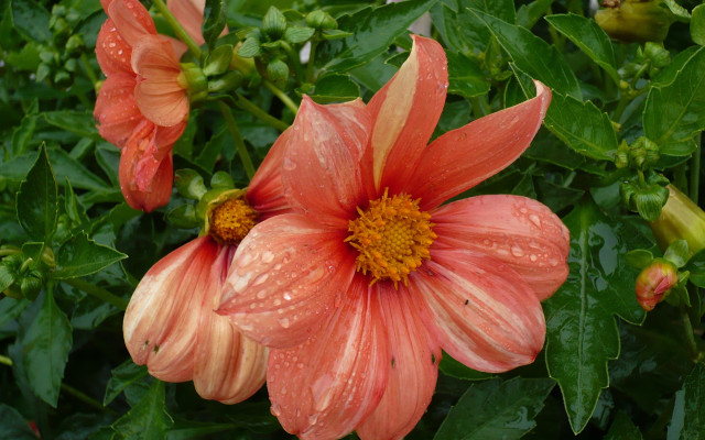 Flower water droplets green puzzle free wallpaper for desktop - medium preview image