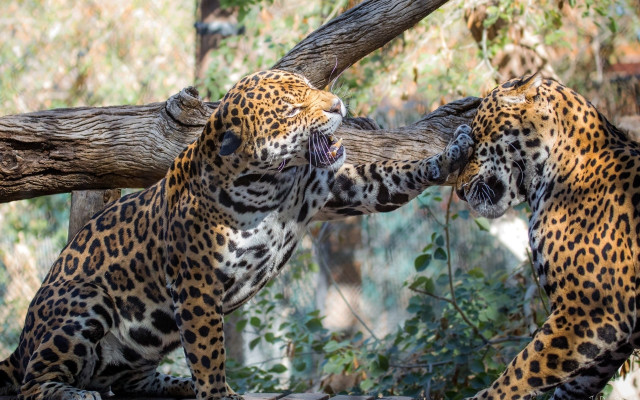 Leopards playing woods biting blurry free wallpaper for desktop - medium preview image