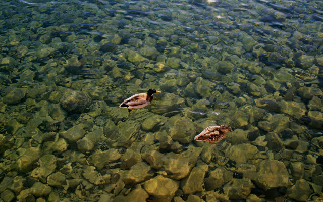 Ducks lake rocks water sun free wallpaper for desktop - medium preview image