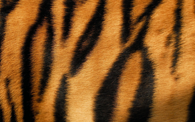 Tiger fur closeup black stripe free wallpaper for desktop - medium preview image