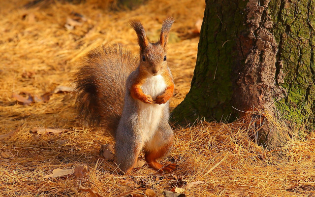 Squirrel woodland pose chippy realistic free wallpaper for desktop - medium preview image