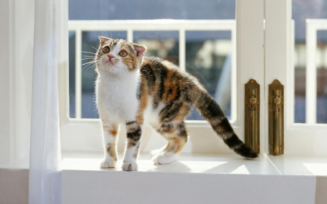 Cat window sill outside sunny free wallpaper for desktop - medium preview image
