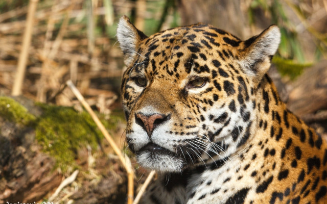 Leopard forest closeup animal photorealistic free wallpaper for desktop - medium preview image